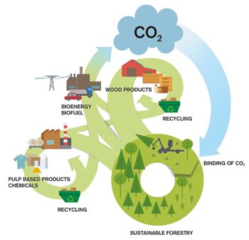 Energy Intensive Industry: Using Biomass to Reach Carbon