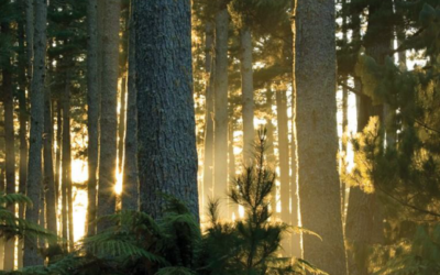 Comparison of possible supply chains for forestry derived biomass for bioenergy in New Zealand